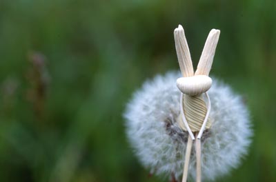 �^���|�|�Ȗ�