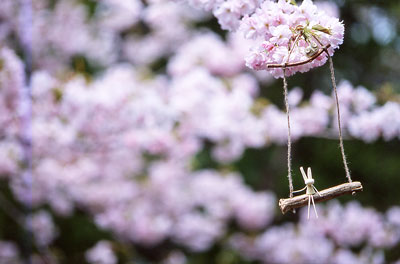 �T�N���u�����R