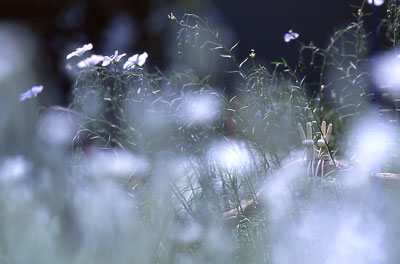 �A�}�ƃ~�~�i�O�T