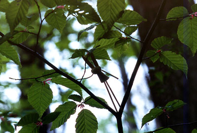 �t���ς̃V���G�b�g